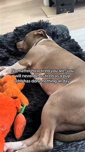 1.4K views · 44 reactions | #amstaff #pitbulls #bullybreed #doglover #puppy #dog #funnydogs #doglife #puppylife #foryouシ #reels | Joriver Samtos | Facebook