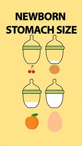 1.1M views · 10K reactions | Newborn Stomach Size | Pregnancy Guide | Facebook