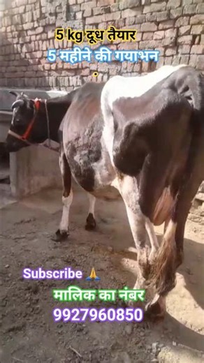 hf गाय 5 kg दूध और 5 महीने की गयाभन