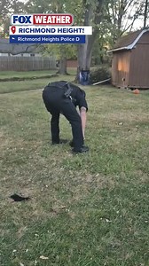 11K views · 204 reactions | HELPING HAND: Deputies helped free a squirrel from a sports net on Tuesday in northern Ohio. This video shows the rescue, along with the squirrel darting away "tail high and freedom restored." | FOX Weather | Facebook
