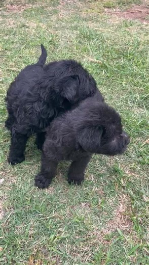 WEST COAST SPCA in Vredenburg: The puppies can only be adopted to residents of Swartland, Bergrivier or Saldanha Bay municipalities. See the previous post for pictures of the mom. Please contact 022 289 0998 if you would like to meet them and apply to adopt. | Swartland & West Coast SPCA