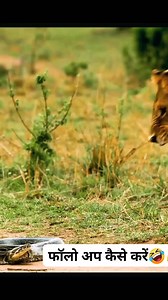 1.9K views | Lion Pride Attacks Python #wildlife #lion #lionpack #python #attack #wildlife | Mukesh Kumar | Facebook