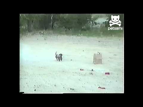 Fireworks fido becomes a hazard