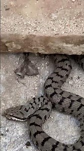 The Asp Viper (Italian: Vipera comune) #viper #Vipera aspis