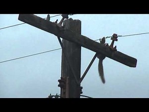 Squirrel's Last Bite