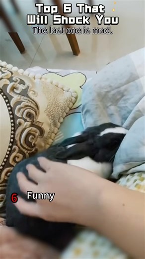 World’s Funniest Compilation You Can’t Miss