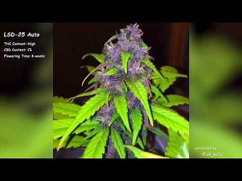 LSD 25 Auto//Fast Buds Seeds//Grow Compilation