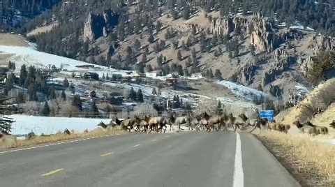 Sure, some call Wednesdays hump day - but we like to call it HERD DAY Thanks to Kyle from Creede for this incredible video! Take time to spot the lone pronghorn running with this elk herd near the end of the video too. | Colorado Parks and Wildlife