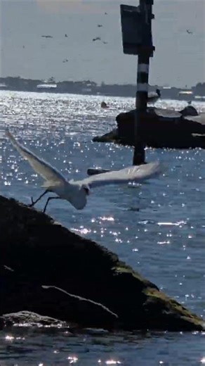 A Great White Egret eating fish 🐟 in the Lagoon