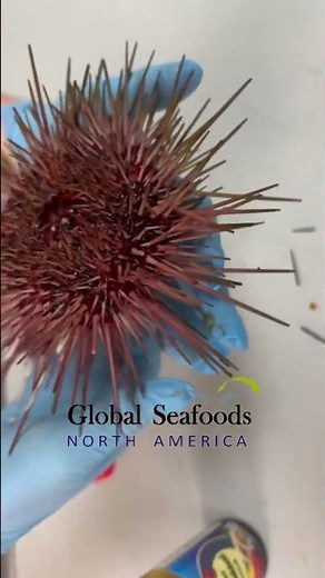 Live Sea Urchin Preparation: A Step-by-Step Guide | GlobalSeafoods.com