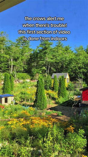 Understanding Crow Behavior Near Chickens and Ducks