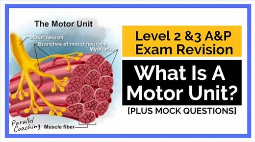 What Is A Motor Unit?