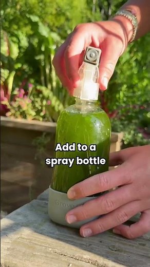 This spray made of tomato leaves will keep aphids & other bugs away🌿🛑#garden #pestcontrol #plants