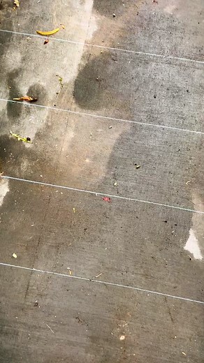 WHOOPS! We were on our way back from Bar Harbor, Maine, and I spotted Plants Unlimited on the side of the road. Next thing I knew, we were walking into their greenhouse! The rest is a blur, but somehow a Philodendron Ceylon Gold and a Blue Star Fern made it back home with us. #plantdad #plantaddict #plantsonplantsonplants #plantsoftiktok #planttiktok #planttok🌱 #plantlife #houseplant #houseplanthobbyist #plants #plantaddiction #myplants #myplantlovinghome #indoorplantsdecor #plantparenthood #in