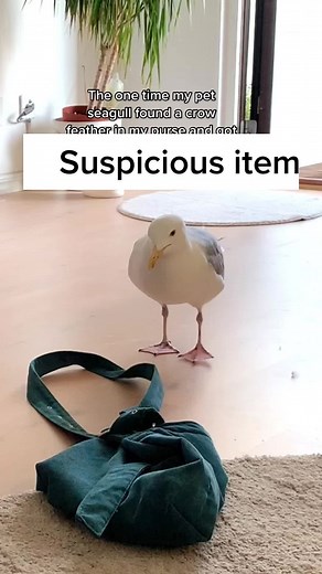 Bonding with My Pet Seagull and Other Birds