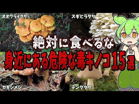 15 Dangerous Poisonous Mushrooms You Should Never Eat [Zundamon Explained]