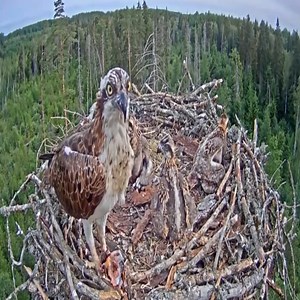 Nice, live fish before dinner ~ Osprey | Border Birds