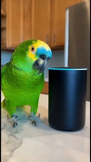 Parrot Argues with Alexa 😆🐦 #fyp #comedy #birds #reels | Cute Animals