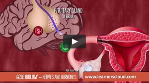 Nerves and hormones GCSE Biology