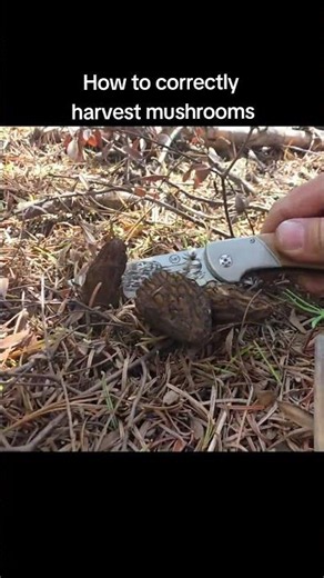 quick tutorial on harvesting mushrooms. always pluck some of them with your knife. #mushrooms