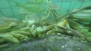 File:GoPro Underwater Crabbing from Inflatable Kayak.webm - Wikimedia Commons