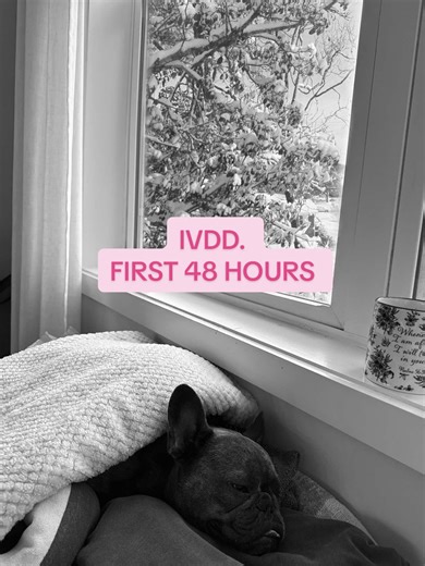 Support for My Paralyzed Frenchie with IVDD