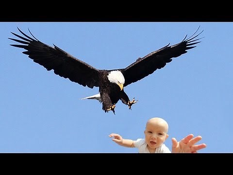 EAGLE SNATCHES KID - Eagle Picks Up Baby, Fake?