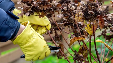 Spring hydrangea care