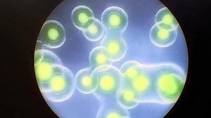 Cleverman - season 2 Tráiler VO