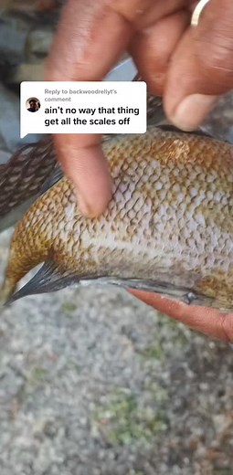 Easy Fish Scale Removal Technique | Fish Scaler Remover Tips