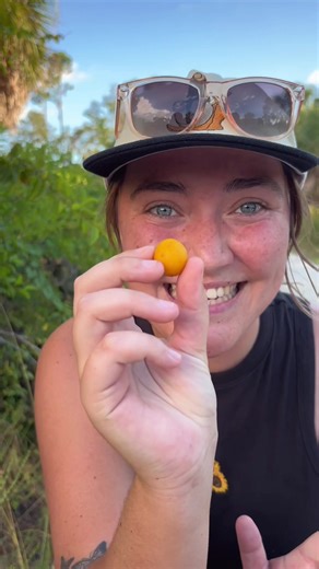 Discovering Hog Plum: Tampa Bay's Native Fruit