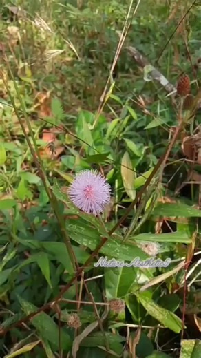 Beautiful flowers of touch-me-not plants🌸🌿 | Mimosa pudica the humble plant 🌸☘️#shorts