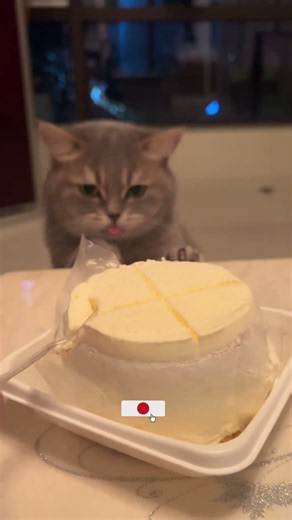 Cat Eating Cake 🎂😻 | Cutest & Funniest Cat Ever! #Shorts