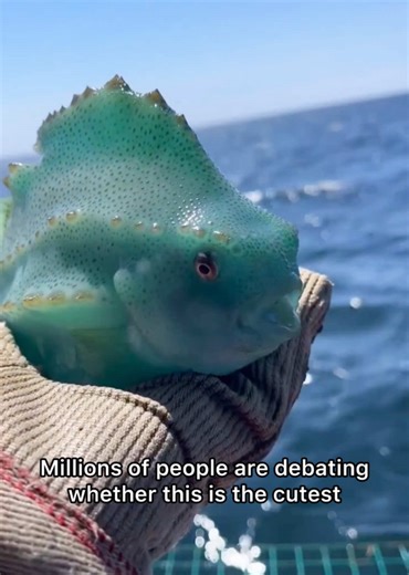 Lumpfish: The Cutest Fish You'll Ever See
