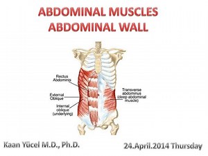 ABDOMINAL MUSCLES ABDOMINAL WALL - SlideServe