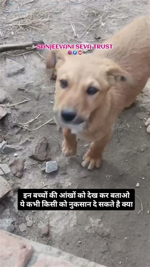 Please Support 🥺🙏🏻 All Dogs 🐕🐶 #dogs #animalrescue #love #pets #dogsofinstagram #animals #petlovers