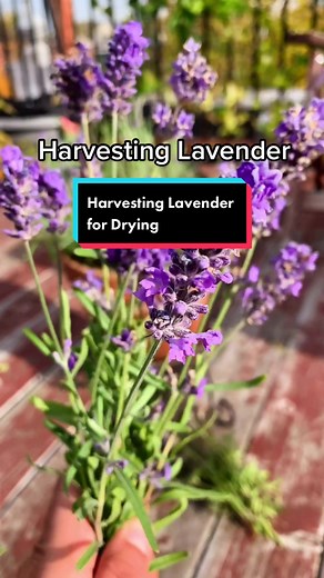 Harvesting Lavender for Optimal Drying Techniques