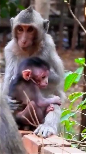 😱 Unexpected Twist! Young Monkey Takes Baby from Mom