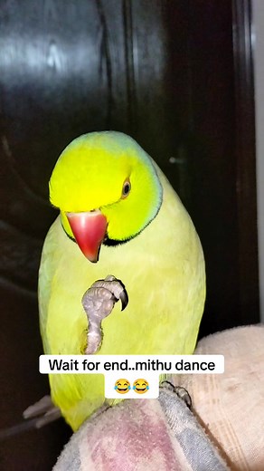 Talking and dance #bird #chattyparrot #parrot #for #mithu #foryou #tiktok #parrottalking #talkingparrot #ringneck #uk #usa