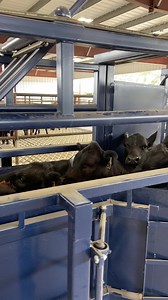 The new processing barn is complete! The first batch of cattle is going through to be processed as we speak - stay tuned, more photos of the new facility to come! We used MJE Livestock Equipment for the dark blue snake chute along with many of the gates we used in the new barn! | Southern Livestock, LLC.