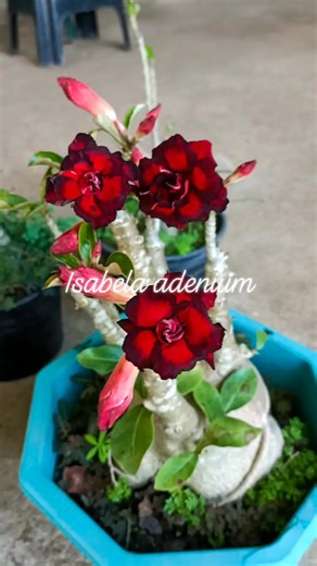 3K views · 114 reactions | Blessed Sunday to all❤️ | Isabela Adenium - Adenium Flower Farm | Facebook