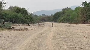 5.6K views · 155 reactions | Tracking 101: make sure you look up every now & then when tracking wildlife, as the animal could be right in front of you! Following cats on an early morning gamedrive - 2 lionesses from the Kavinga pride. : Clyde Elgar #kavingasafaricamp #lion #manapools #wildzambezi #tracking #Kavingapride #gamedrive #earlymorning #safari #wildlife #bookyourtrip #africanadventure #bucketlist | Kavinga Safari Camp | Facebook