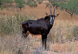 Sable antelope - Alchetron, The Free Social Encyclopedia