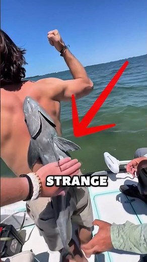 This Fish Can Stick to Your Back