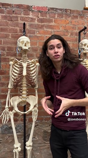Male vs Female Pelvis: Understanding the Differences