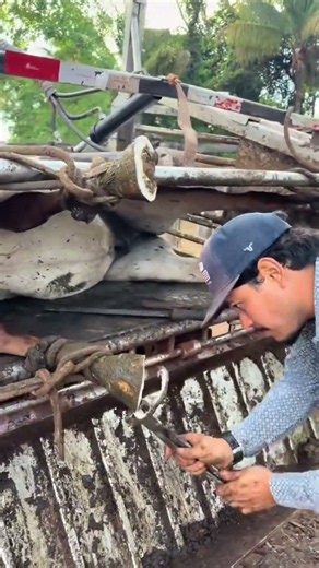 This Horse Needed Help FAST! 😱🐴 #horse#horselife#farming#trending#viral#shorts