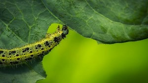 Evolutionary Arms Race Between Plants and Butterflies Gave Us Wasabi and Mustard