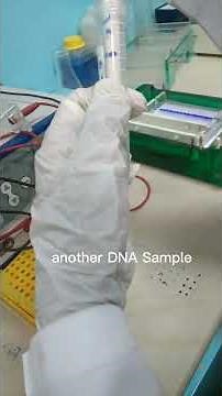Gel Electrophoresis: DNA sample loading and UV visualization