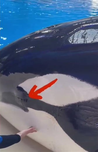 You’ve Been Fooled! The Real Eyes of an Orca 👀🔥