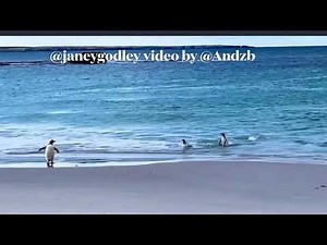 Penguins go for a swim